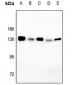 Anti-CD130 (pS782) Antibody