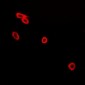 Anti-CD226 (pS329) Antibody