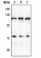 Anti-CD50 (pS518) Antibody