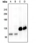 Anti-CD115 (pY561) Antibody
