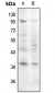 Anti-Cyclin D1 (pS90) Antibody