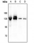 Anti-CD124 (pY497) Antibody