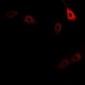 Anti-CD127 (pY449) Antibody