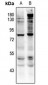 Anti-CD127 (pY449) Antibody