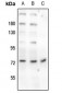 Anti-Beta-NaCH (pT615) Antibody