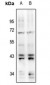 Anti-ERK1/2 (pY204) Antibody