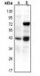 Anti-CREB (pS111) Antibody