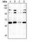 Anti-RXR alpha Antibody