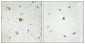 Anti-NDUFC2 Antibody