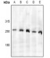 Anti-TAF1 Antibody