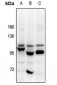 Anti-OB Cadherin Antibody