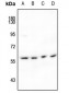 Anti-IFIT1 Antibody