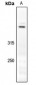 Anti-Dynein HC Antibody