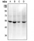 Anti-CD208 Antibody