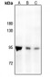 Anti-PMS2 Antibody