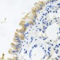 Anti-CD322 Antibody