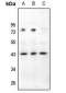Anti-CD322 Antibody