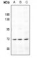 Anti-Frizzled 1 Antibody