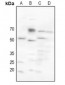 Anti-CHRM2 Antibody
