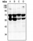 Anti-CD132 Antibody