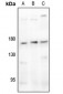 Anti-CD11b Antibody