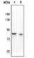 Anti-CD108 Antibody