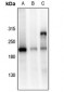 Anti-GRLF1 (pY1105) Antibody