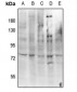 Anti-c-RAF (pY341) Antibody