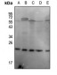 Anti-p23 (pS113) Antibody