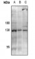 Anti-JAK3 (pY785) Antibody