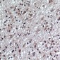 Anti-GLUR1 (pS863) Antibody