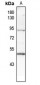 Anti-p53 (pT387) Antibody