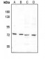 Anti-c-RAF (pS289) Antibody