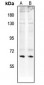 Anti-Paxillin (pS272) Antibody