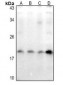 Anti-Caveolin 2 (pY27) Antibody