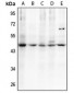 Anti-C/EBP alpha (pT230) Antibody