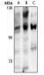Anti-NFAT3 (pS168/S170) Antibody