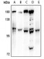 Anti-VAV1 Antibody