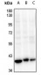 Anti-CDK7 Antibody