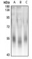 Anti-DAP Kinase 3 Antibody