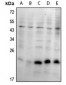 Anti-SKP1 Antibody