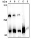 Anti-MLL1 Antibody