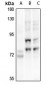 Anti-p73 Antibody