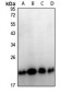 Anti-TPD52L2 Antibody