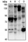 Anti-CBX6 Antibody