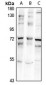 Anti-ZNF18 Antibody