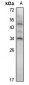 Anti-HOXA7 Antibody