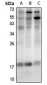 Anti-LMO4 Antibody