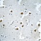 Anti-CAF-I p60 Antibody