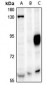 Anti-CAF-I p60 Antibody